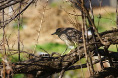 野鳥を探して　ゴイサギ？　Ⅱ