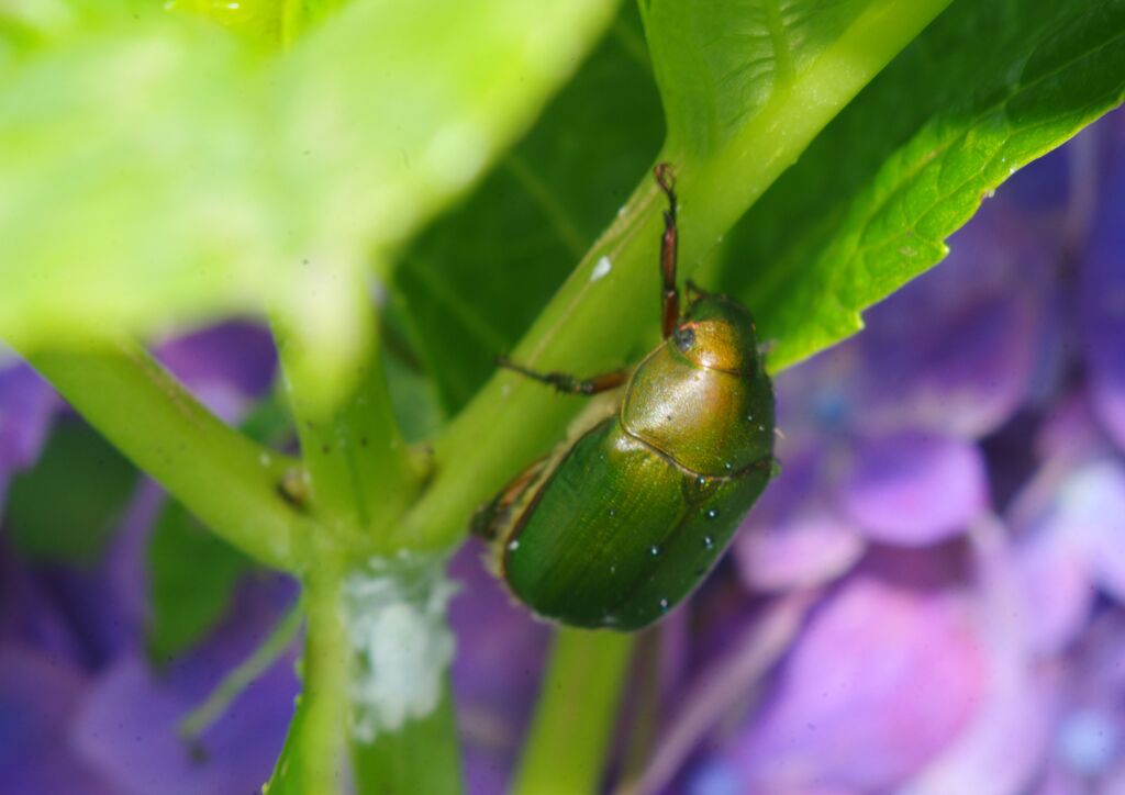 蝉時雨　アオドウガネ　Ⅱ