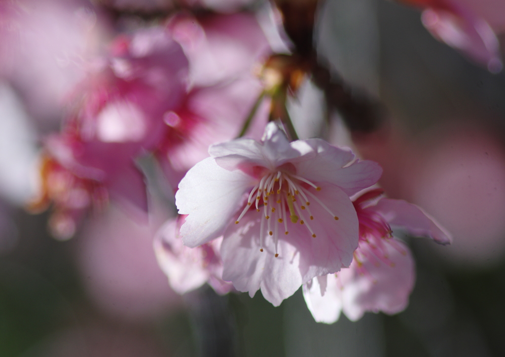 桜