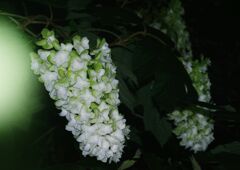 はつ夏　カシワバアジサイ