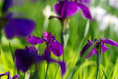 向暑　カキツバタ　？