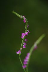 路傍　ネジバナ