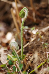 春を探して ワラビ? 春を探して ワラビ?