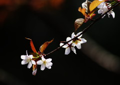 春爛漫　ヤマザクラ