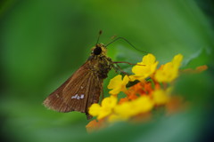 花と虫達　セセリチョウ