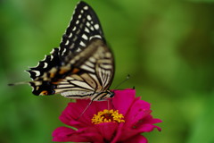 行秋　アゲハチョウ　Ⅱ