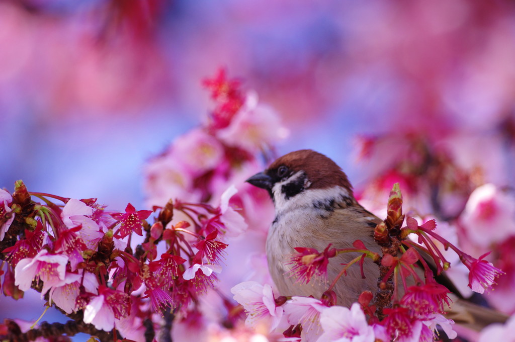 旅写真　熱海桜　Ⅳ