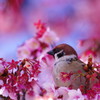 旅写真　熱海桜　Ⅳ