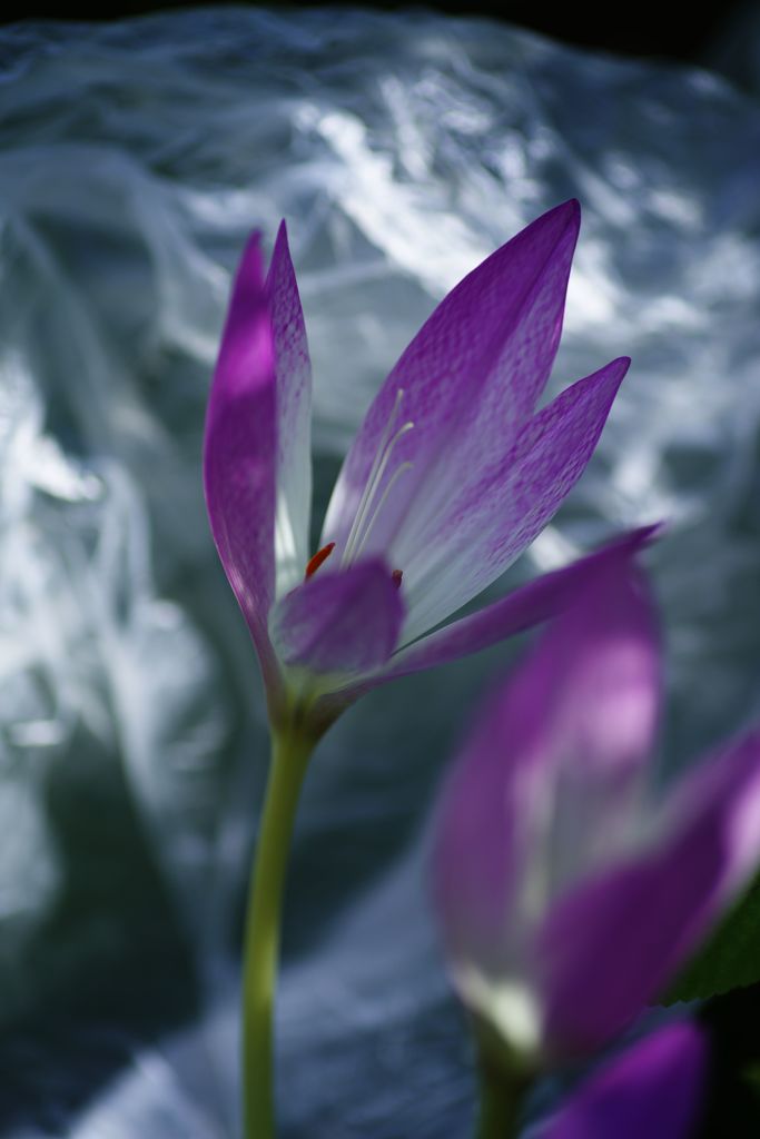 行秋　イヌサフラン　Ⅱ