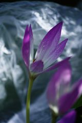 行秋　イヌサフラン　Ⅱ