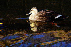 春を探して　カモ