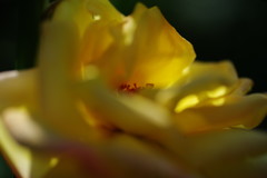 行秋　薔薇　Ⅱ