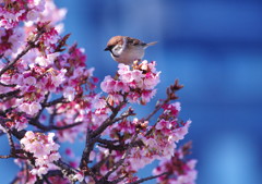 旅写真　熱海桜　Ⅲ