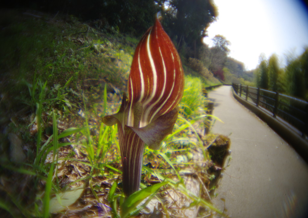 春風　マムシグサ