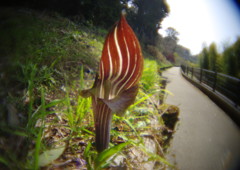 春風　マムシグサ