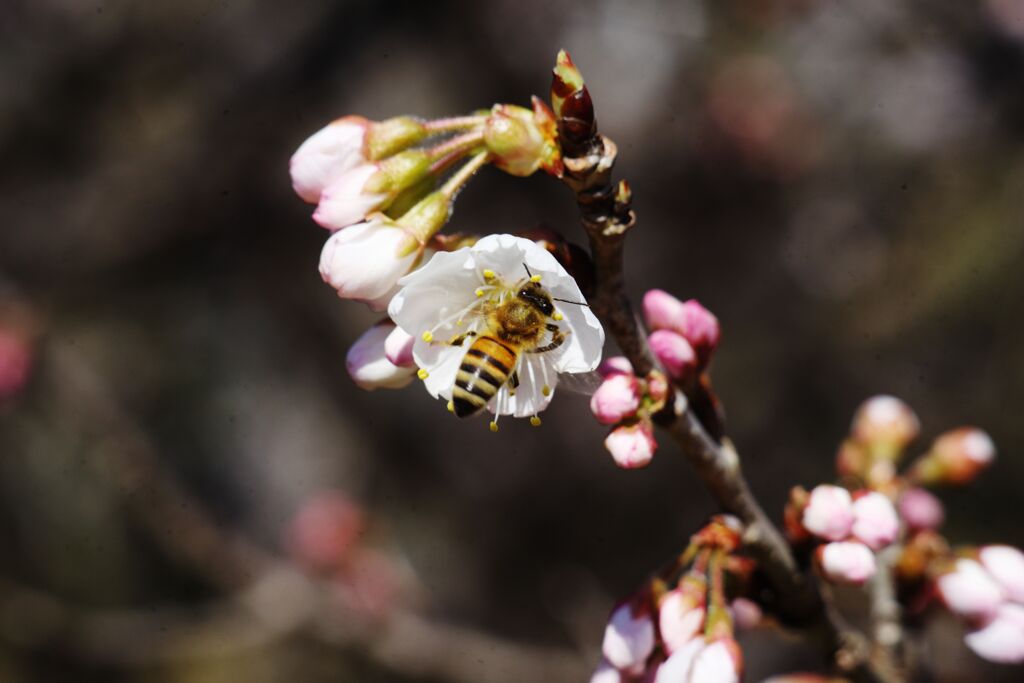 仲春　ミツバチ