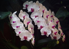 初秋　胡蝶蘭　Ⅱ