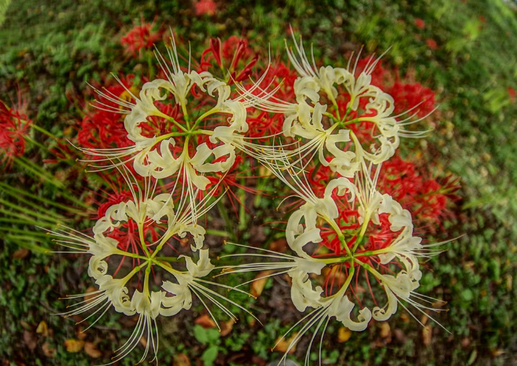 虫時雨　彼岸花