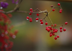 OLD LENS  ノバラ？