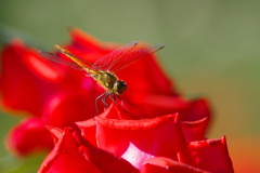 虫達を追って　トンボ