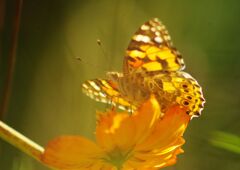 万来　ツマグロヒョウモン