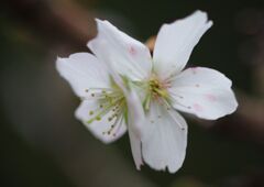 落日　四季桜　Ⅱ