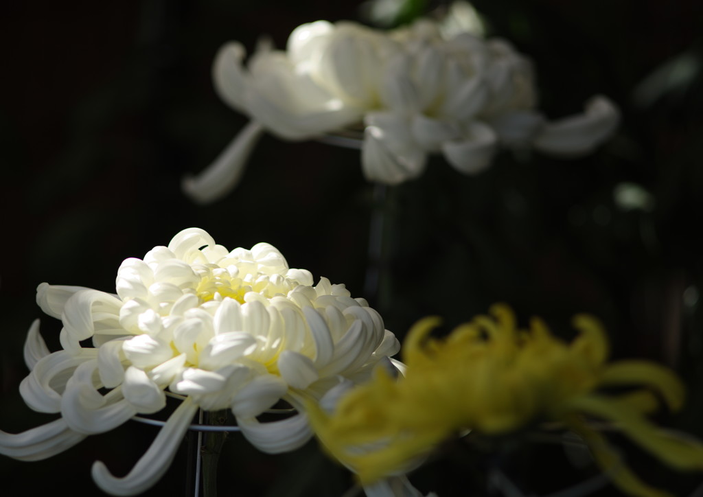 OLD LENS  菊花展