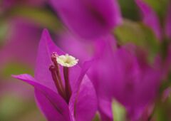 白露　ブーゲンビリア（盆栽）　