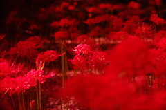 初秋　彼岸花　Ⅱ