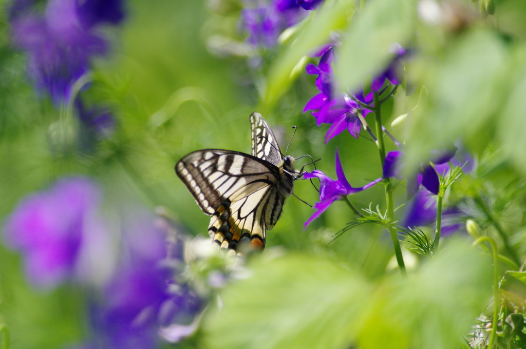 虫達を追って　アゲハチョウ