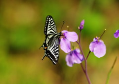 花と虫達　アゲハチョウ
