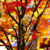 旅写真　修善寺　Ⅱ