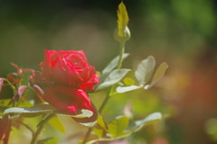 晩夏　夏バラ　Ⅲ