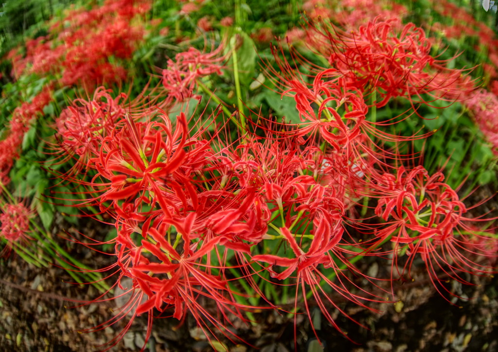 虫時雨　ヒガンバナ