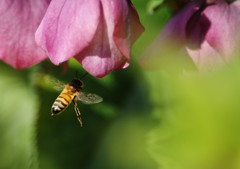 春爛漫　クリスマスローズ　Ⅱ