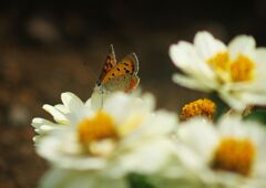 万緑　ベニシジミ