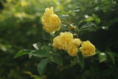 晩春　キモッコウバラ