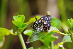 虫達を追って　ゴマダラチョウ？？