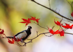 野鳥を探して　シジュウカラ