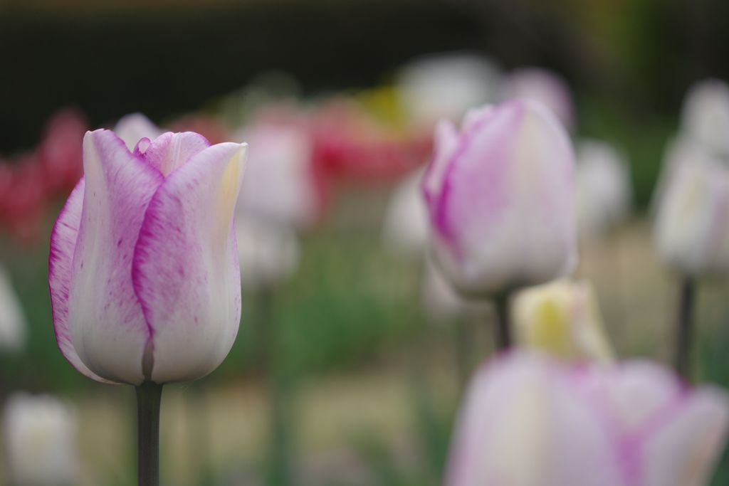 中春　チュリップ