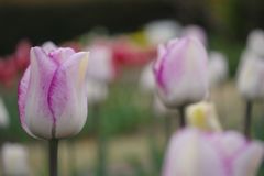 中春　チュリップ