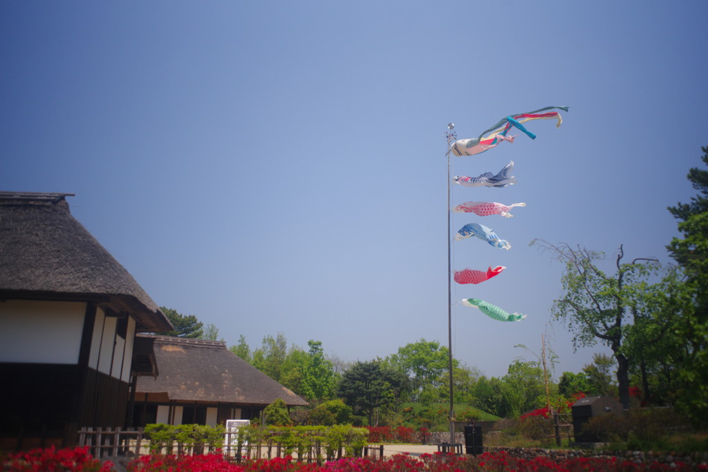 春色　鯉幟