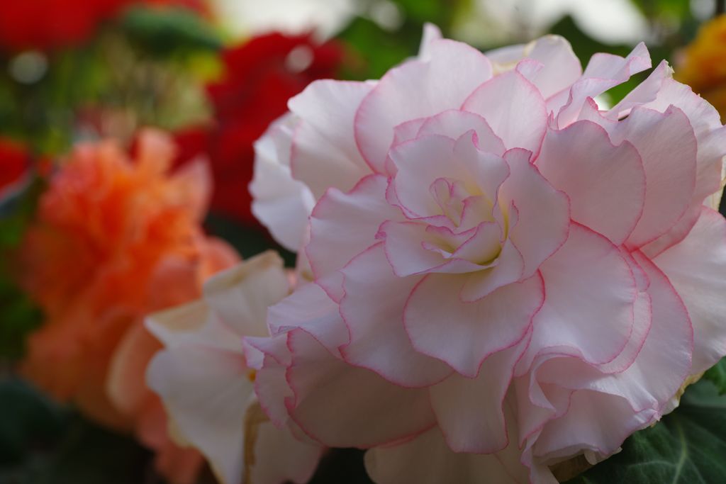 初春　ベゴニア　Ⅱ