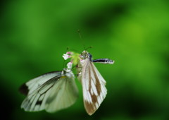 花と虫達　モンシロチョウ　Ⅱ