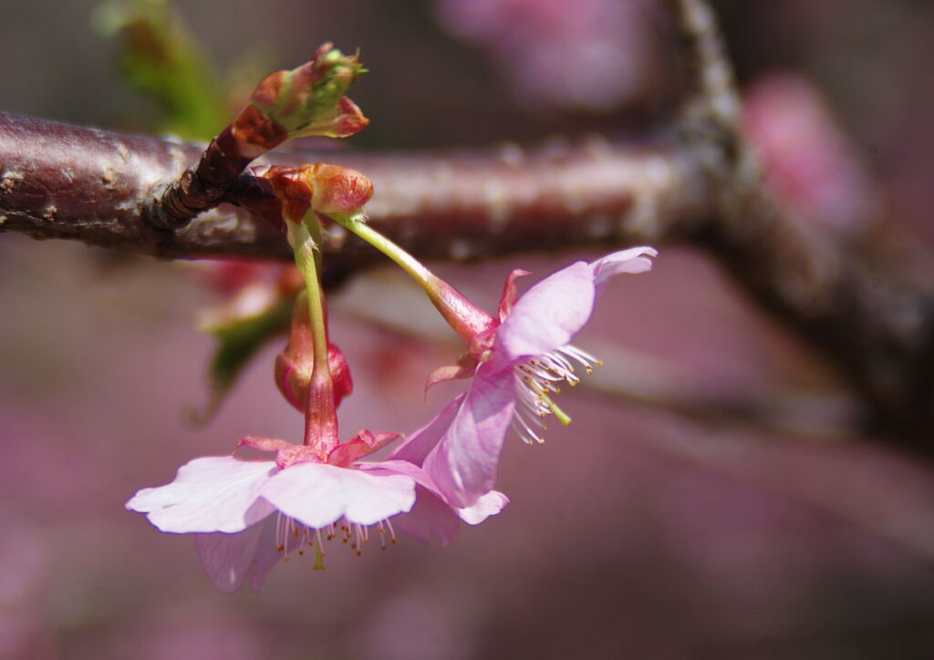 春寒　河津桜