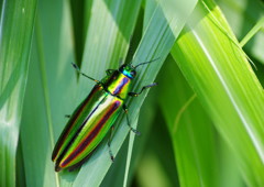 花と虫達　タマムシ　Ⅱ