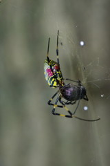 弱肉強食　ジョロウグモ　Ⅱ