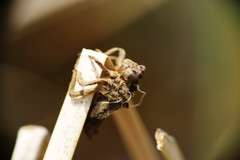 花と虫達　トンボのヌケガラ