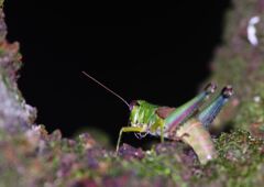 万来　トノサマバッタ？　Ⅱ