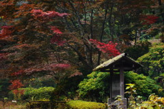 寒露　薬師池公園  Ⅱ